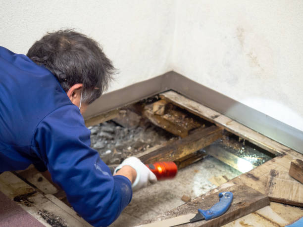 Best Post-Flood Mold Remediation in Harrison, OH