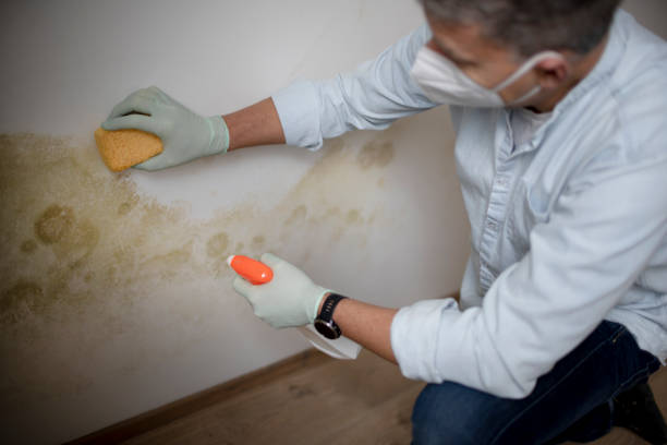 Best Bathroom Mold Remediation in Harrison, OH