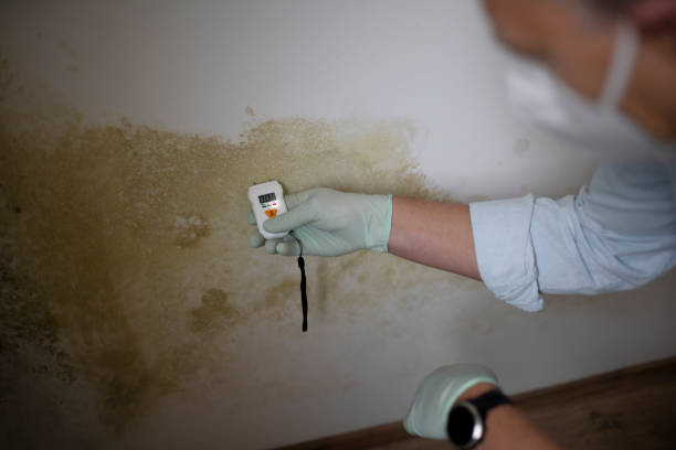 Best Commercial Mold Remediation in Harrison, OH