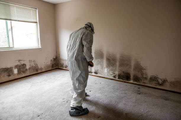 Best Mold Testing and Inspection Services in Harrison, OH